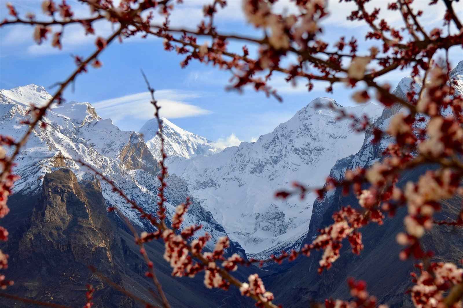 Snow peaks above Nagar framed by apricot blossom branches