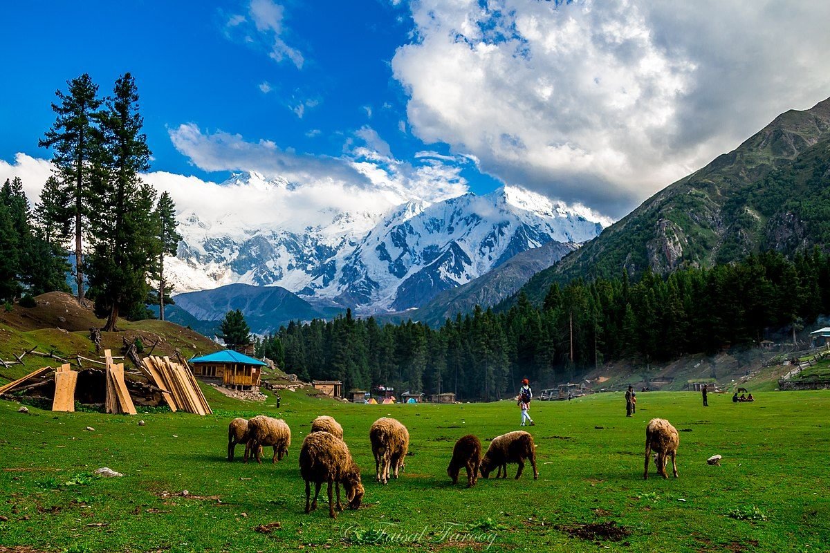 Sheep grazing at Fairy Meadows with Nanga Parbat rising behind the pines