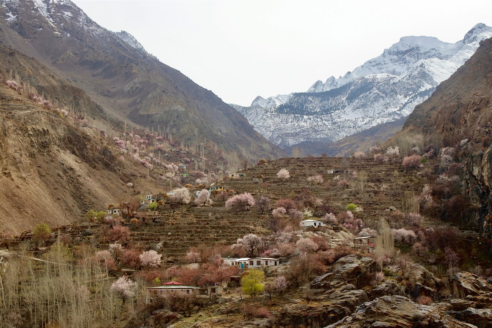 Apricot blossom scattered across terraced fields in Nagar with snow peaks behind