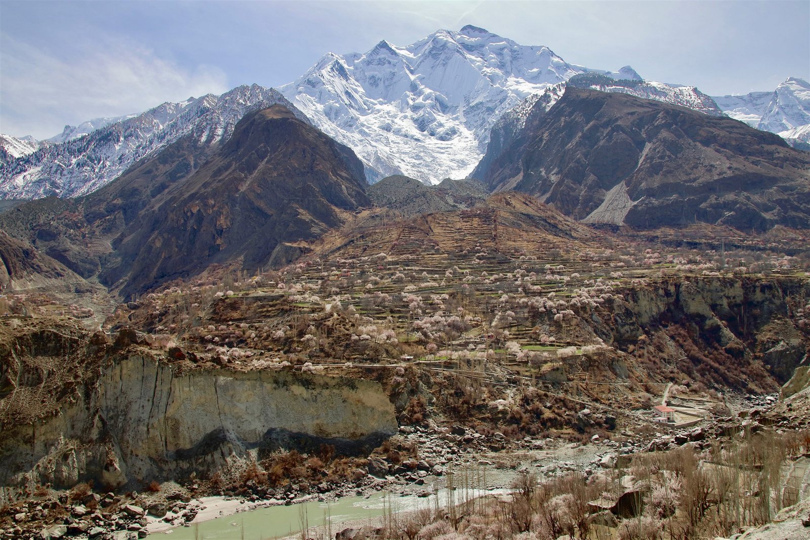 A terraced valley in blossom below the snow ridge of Rakaposhi